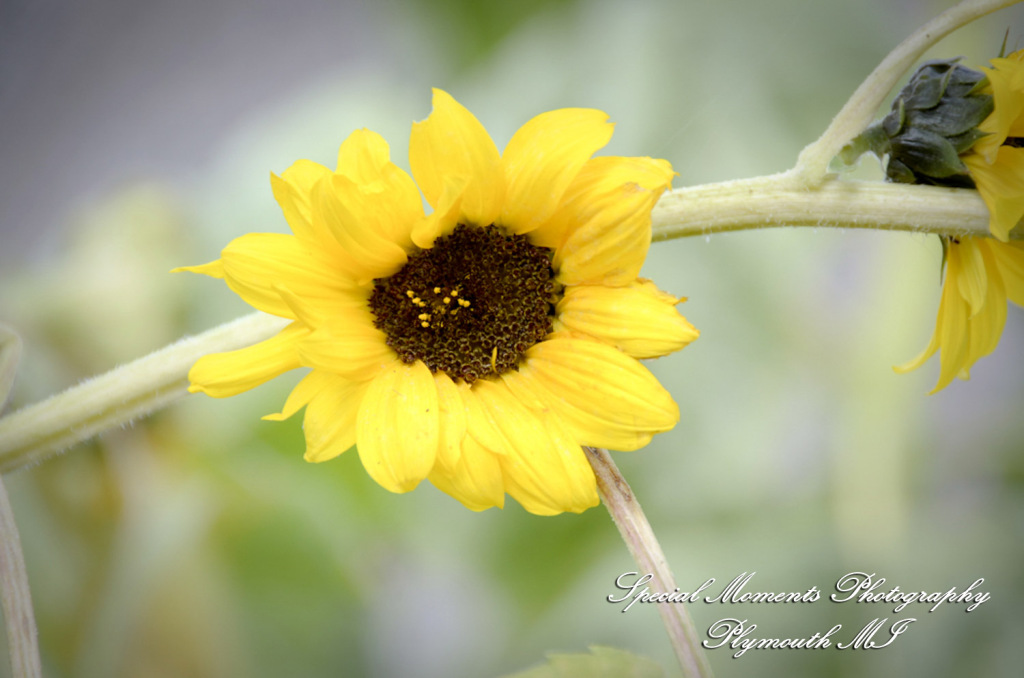 Rachel & Steven at Polar Bear Exhibit Toledo Zoo Toledo OH wedding photography