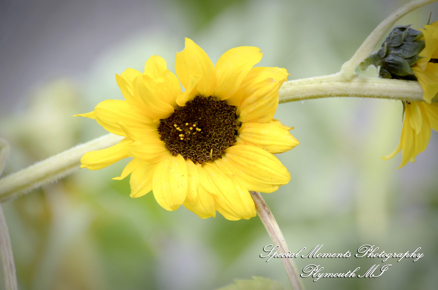 Rachel & Steven at Polar Bear Exhibit Toledo Zoo Toledo OH wedding photography
