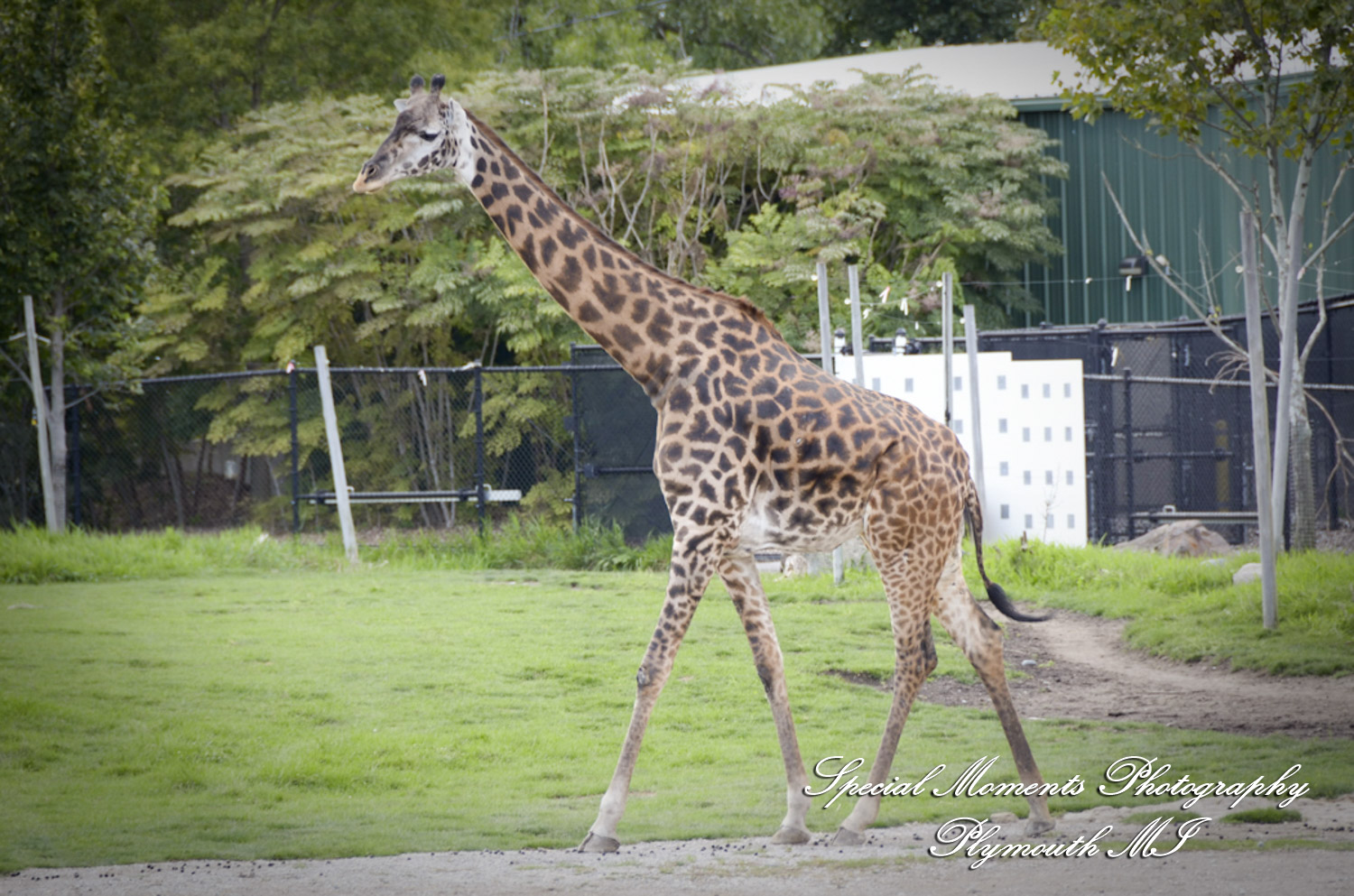 Rachel & Steven at Polar Bear Exhibit Toledo Zoo Toledo OH wedding photography
