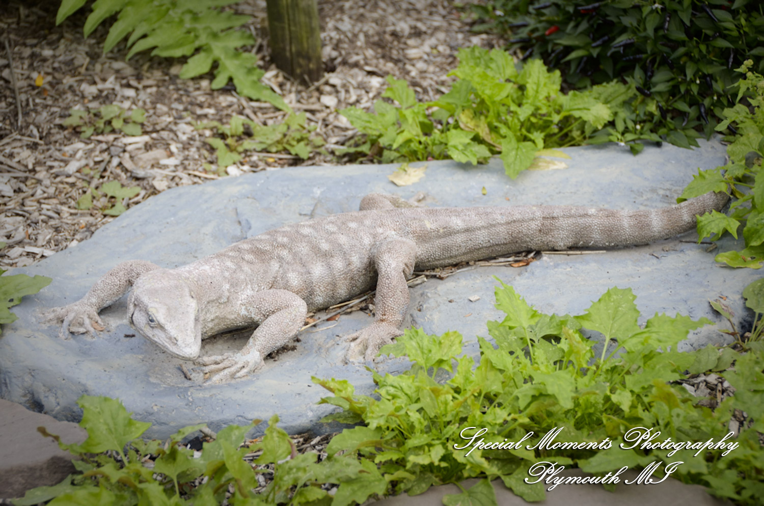 Rachel & Steven at Polar Bear Exhibit Toledo Zoo Toledo OH wedding photography