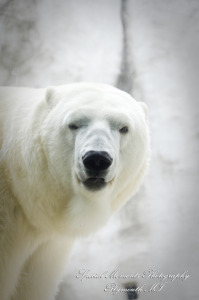 Rachel & Steven at Polar Bear Exhibit Toledo Zoo Toledo OH wedding photography