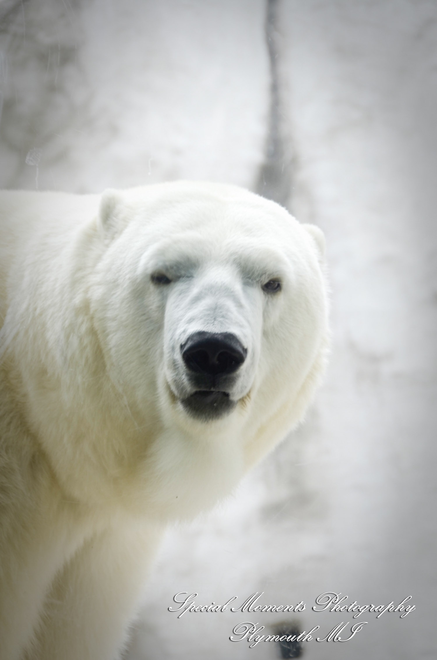 Rachel & Steven at Polar Bear Exhibit Toledo Zoo Toledo OH wedding photography
