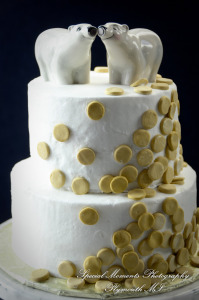 Rachel & Steven at Polar Bear Exhibit Toledo Zoo Toledo OH wedding photography