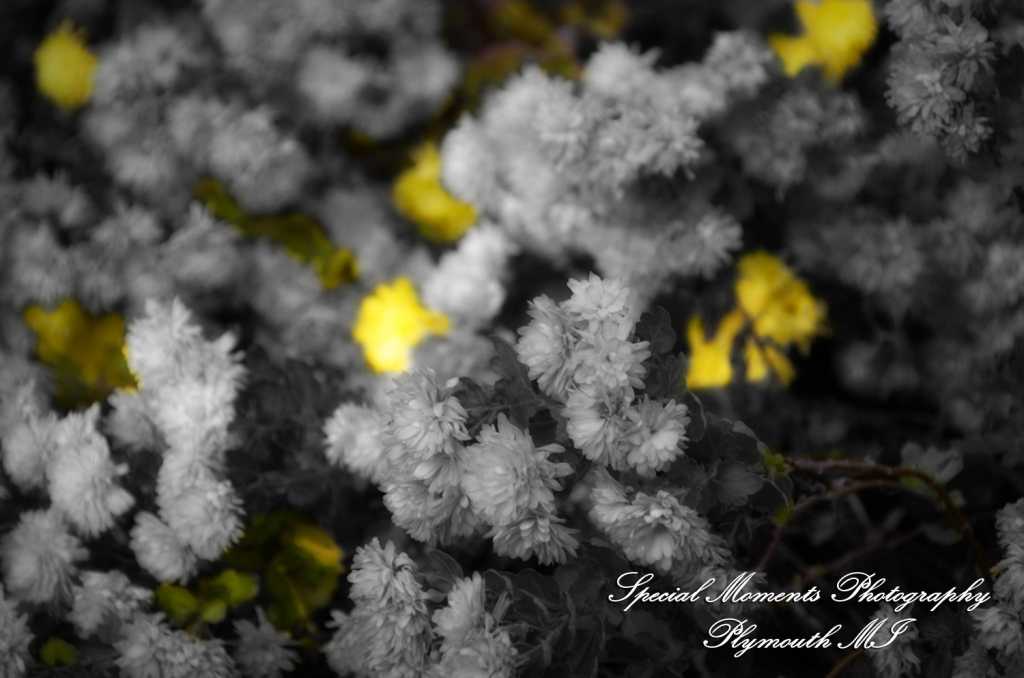 Arielle & Dave at Ss. Mary & Joseph Chapel Plymouth MI wedding photography