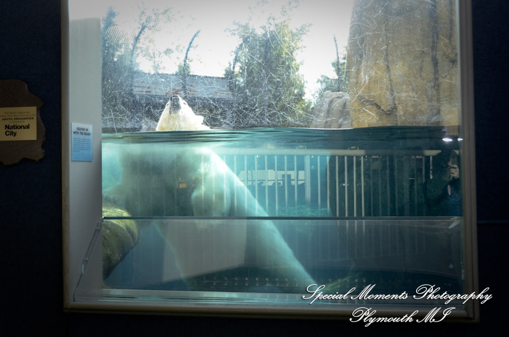 Rachel & Steven at Polar Bear Exhibit Toledo Zoo Toledo OH wedding photography