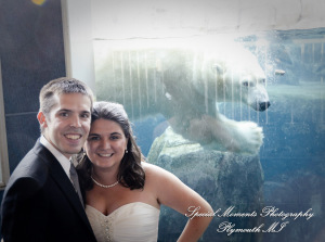 Rachel & Steven at Polar Bear Exhibit Toledo Zoo Toledo OH wedding photography
