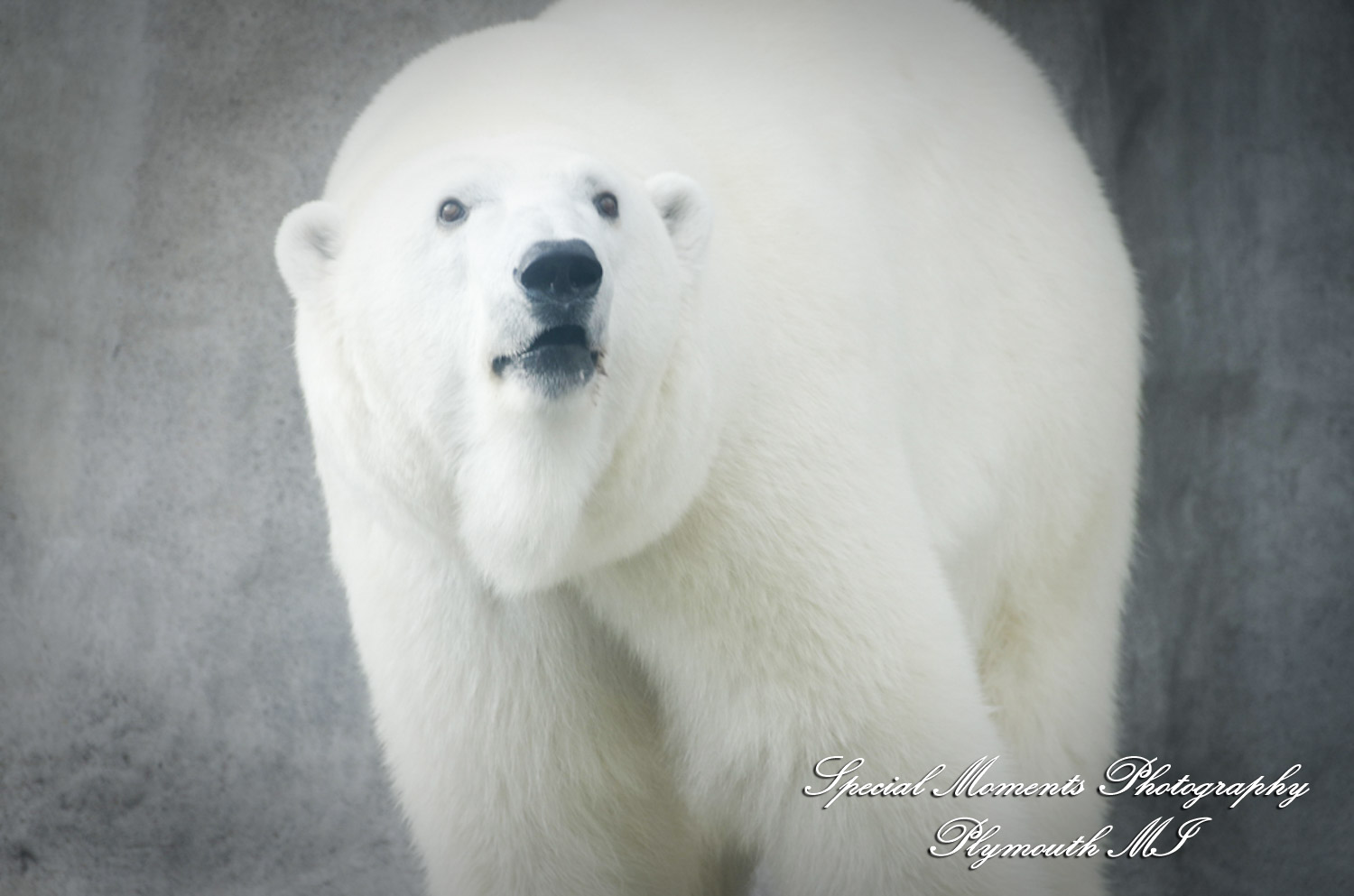 Rachel & Steven at Polar Bear Exhibit Toledo Zoo Toledo OH wedding photography