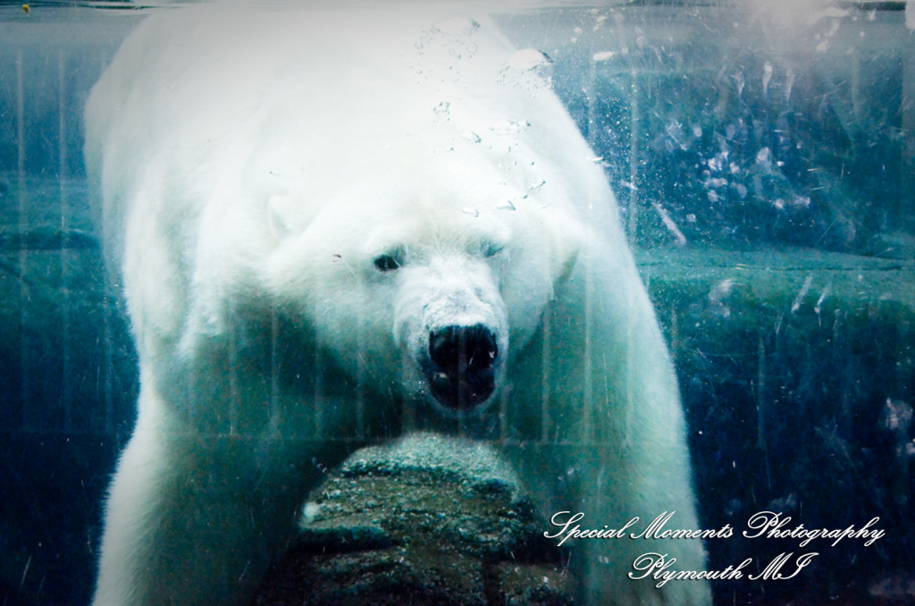 Rachel & Steven at Polar Bear Exhibit Toledo Zoo Toledo OH wedding photography