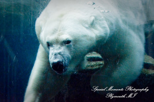 Rachel & Steven at Polar Bear Exhibit Toledo Zoo Toledo OH wedding photography