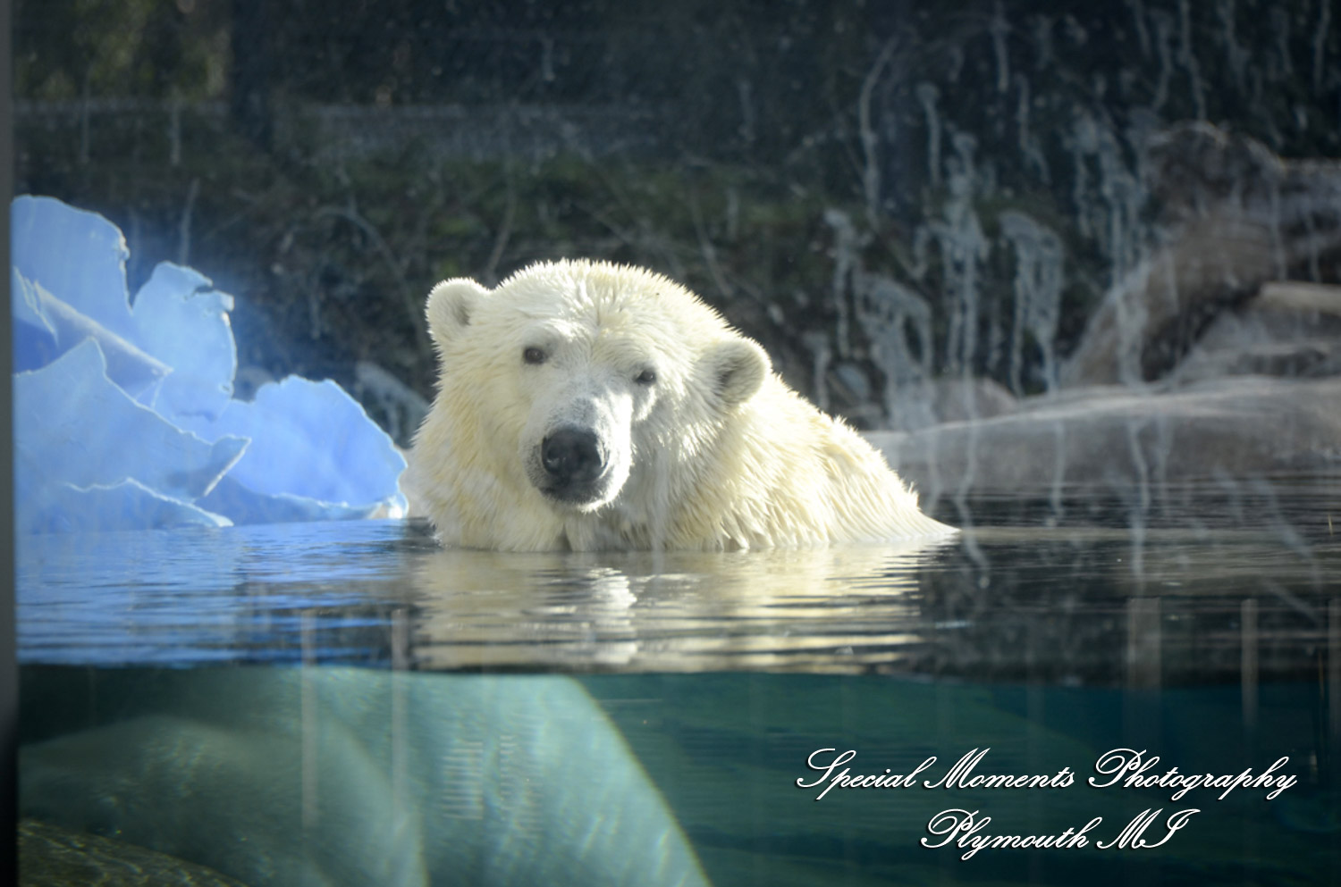 Rachel & Steven at Polar Bear Exhibit Toledo Zoo Toledo OH wedding photography