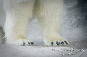 Rachel & Steven at Polar Bear Exhibit Toledo Zoo Toledo OH wedding photography