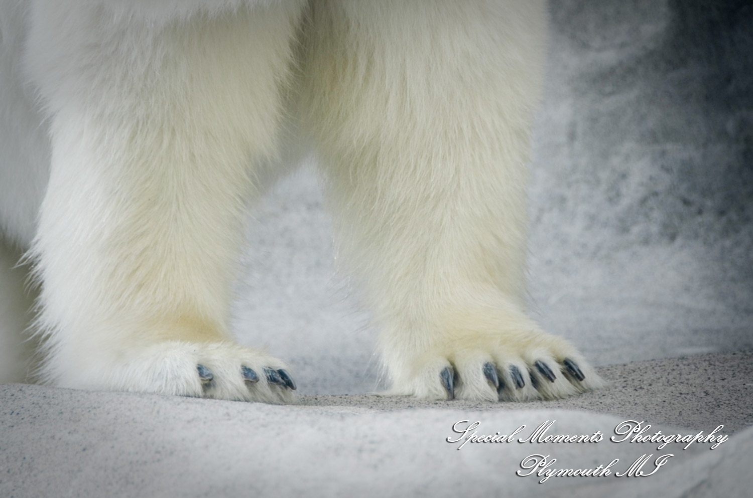 Rachel & Steven at Polar Bear Exhibit Toledo Zoo Toledo OH wedding photography