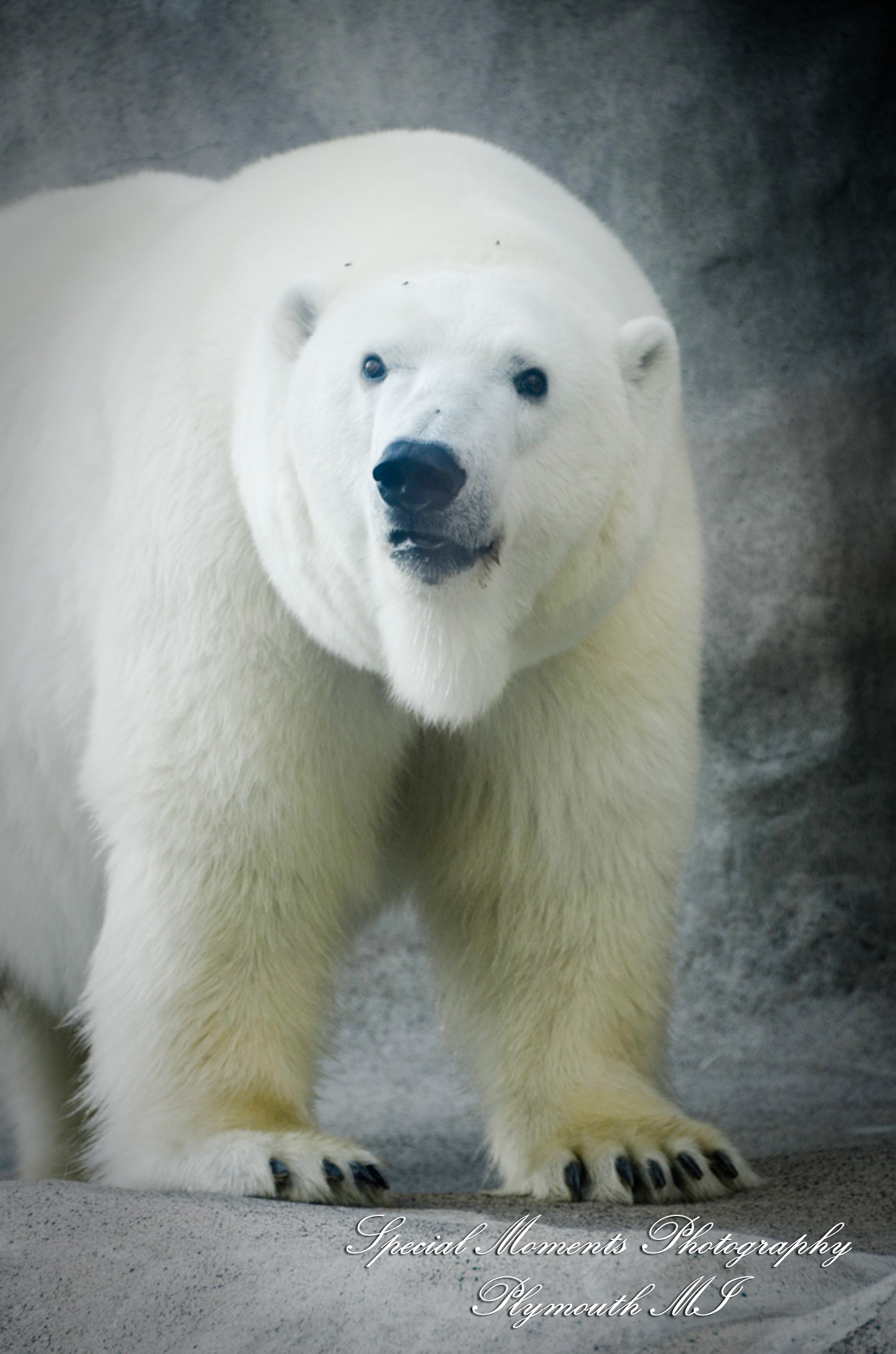Rachel & Steven at Polar Bear Exhibit Toledo Zoo Toledo OH wedding photography