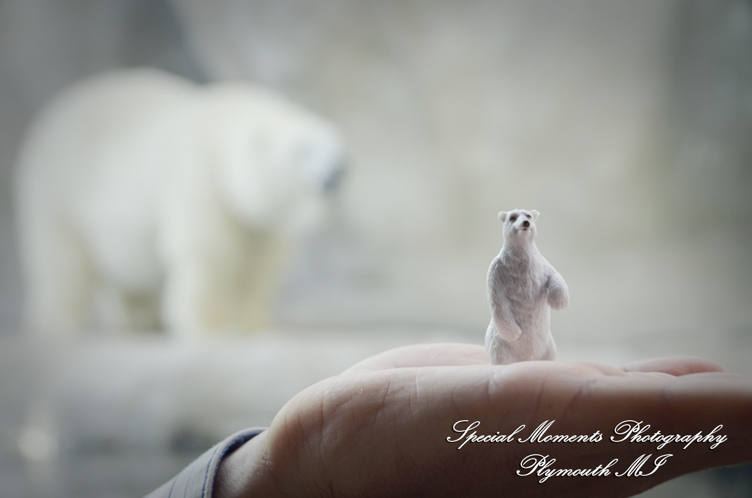 Rachel & Steven at Polar Bear Exhibit Toledo Zoo Toledo OH wedding photography
