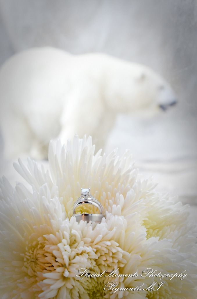 Rachel & Steven at Polar Bear Exhibit Toledo Zoo Toledo OH wedding photography