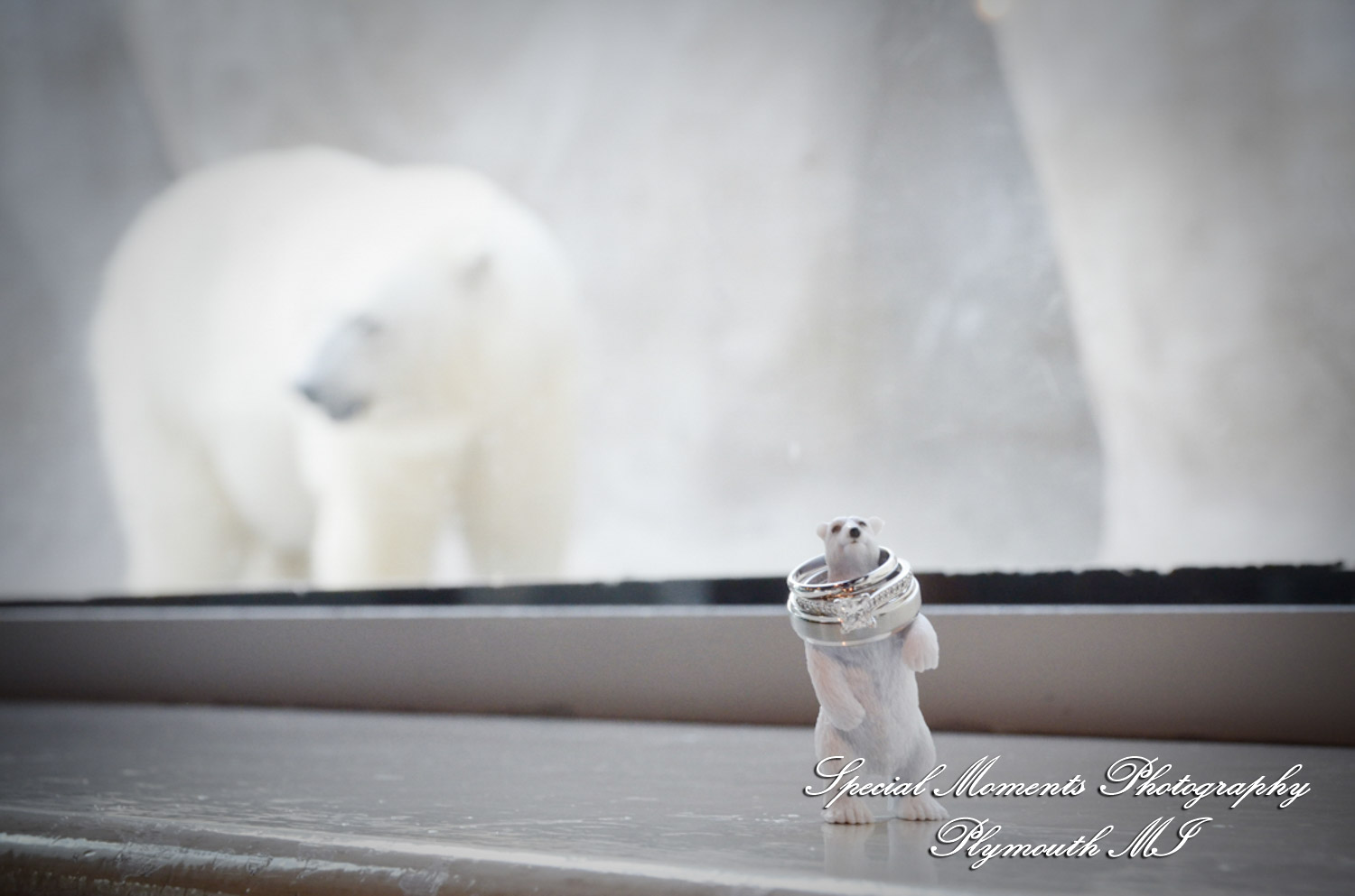 Rachel & Steven at Polar Bear Exhibit Toledo Zoo Toledo OH wedding photography