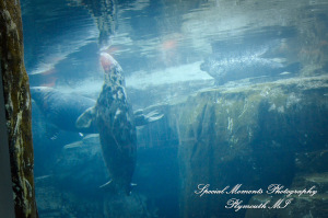Rachel & Steven at Polar Bear Exhibit Toledo Zoo Toledo OH wedding photography