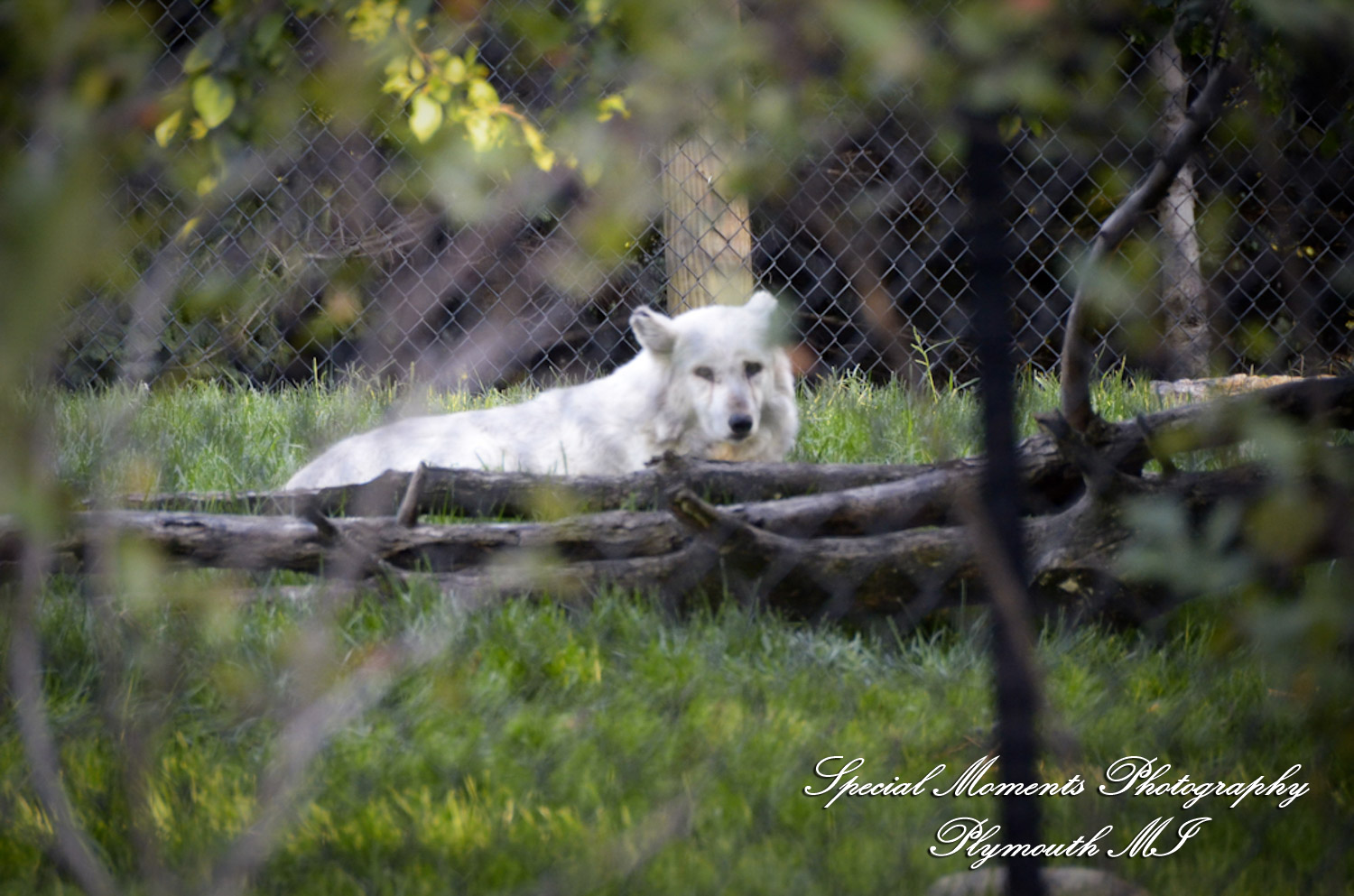 Rachel & Steven at Polar Bear Exhibit Toledo Zoo Toledo OH wedding photography