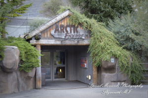 Rachel & Steven at Polar Bear Exhibit Toledo Zoo Toledo OH wedding photography