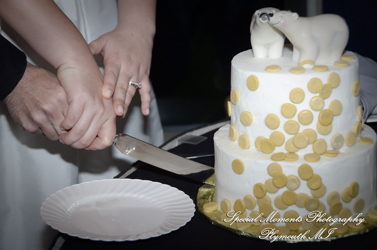 Rachel & Steven at Polar Bear Exhibit Toledo Zoo Toledo OH wedding photography