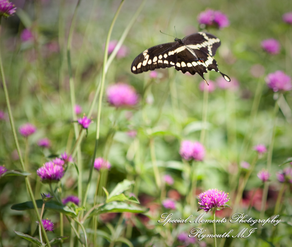 Holly & Christopher at Martha-Mary Chapel Greenfield Village Dearborn MI wedding photography