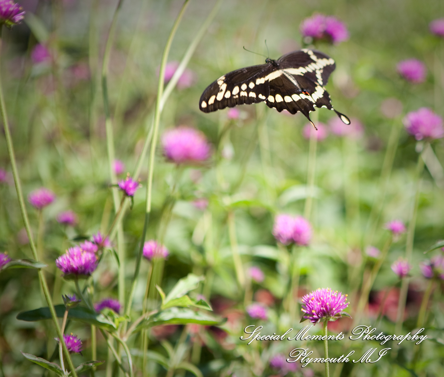 Holly & Christopher at Martha-Mary Chapel Greenfield Village Dearborn MI wedding photography