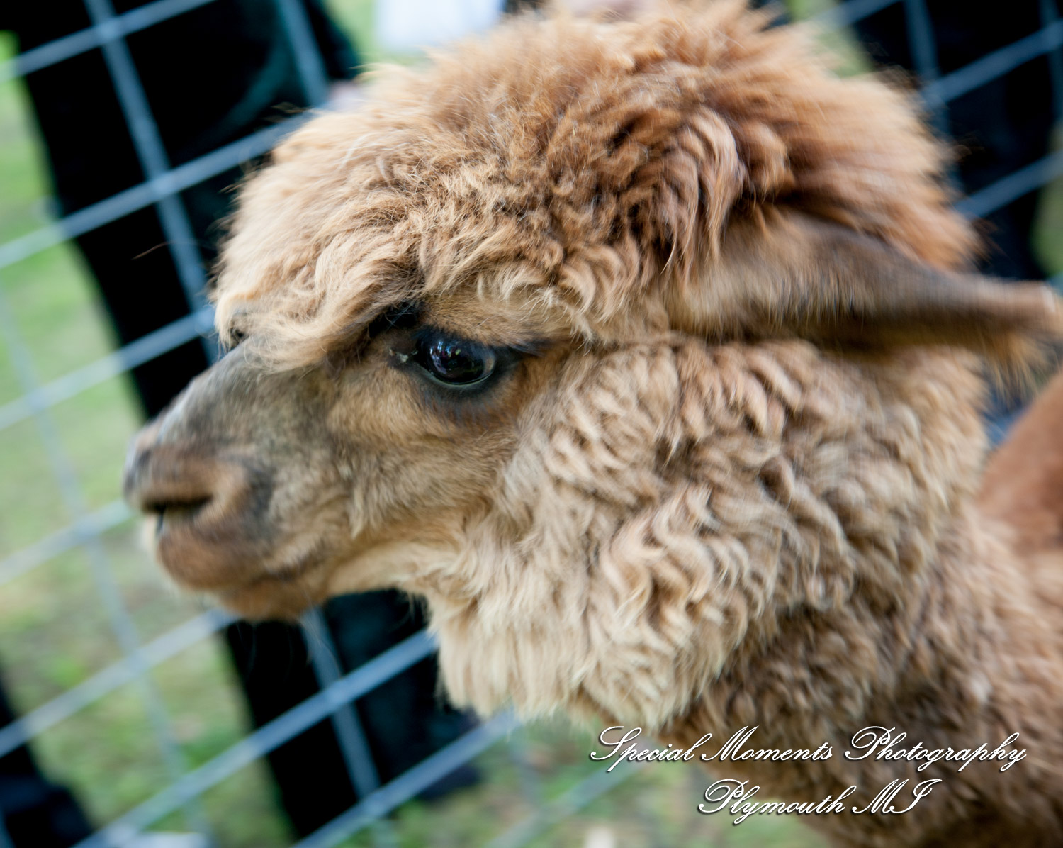 Eliza & Troy at Chateau On The River Trenton MI wedding photography
