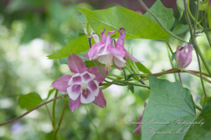 Alisha & Jacob at Plymouth Township Park Plymouth MI wedding photography