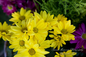 Dona & Paul at Home Allen Park MI wedding photography