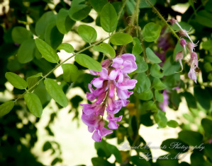 Patricia & Michael at Greenmead Church Livonia MI wedding photography