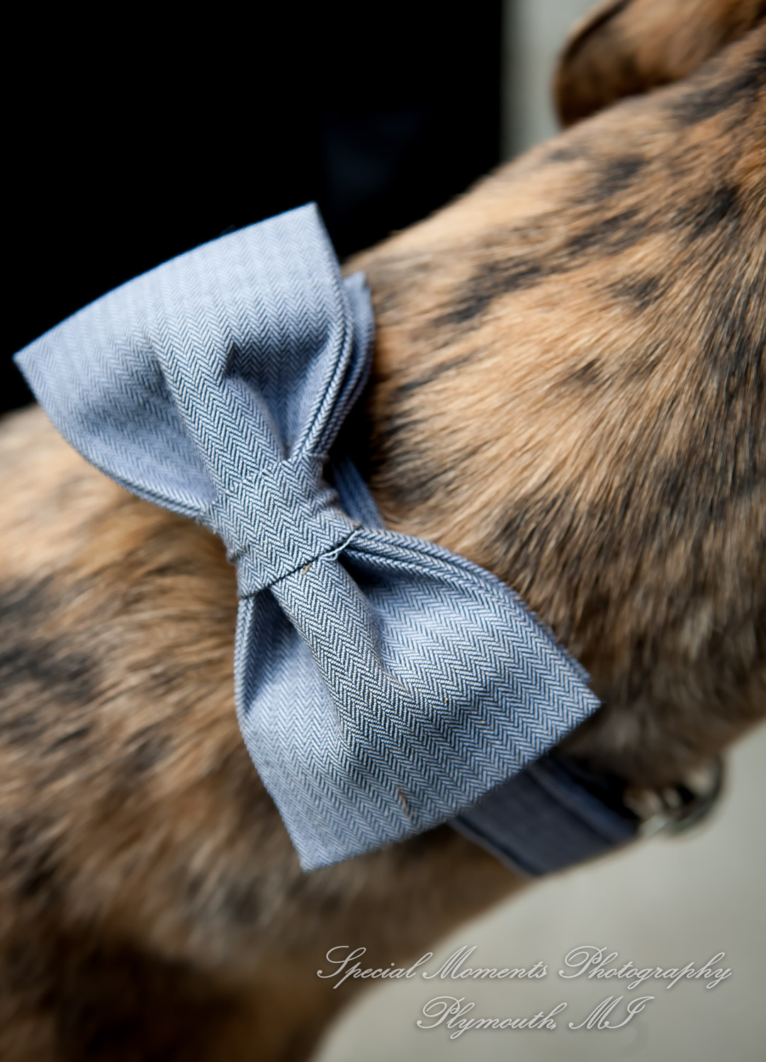 Travis & Jay at Home LGBTQ Wedding Ferndale MI wedding photograph