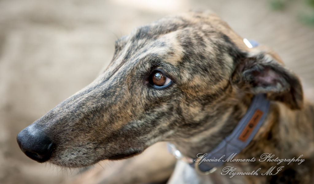 Travis & Jay at Home LGBTQ Wedding Ferndale MI wedding photograph