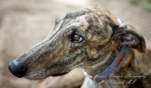 Travis & Jay at Home LGBTQ Wedding Ferndale MI wedding photograph