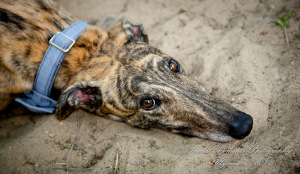 Travis & Jay at Home LGBTQ Wedding Ferndale MI wedding photograph