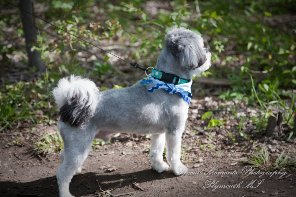 Arielle & Dave at Bandemre Park Ann Arbor MI engagement photography
