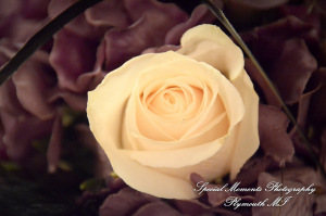 Sarah & Justin at Holiday Inn Express & Suites Southgate MI wedding photography