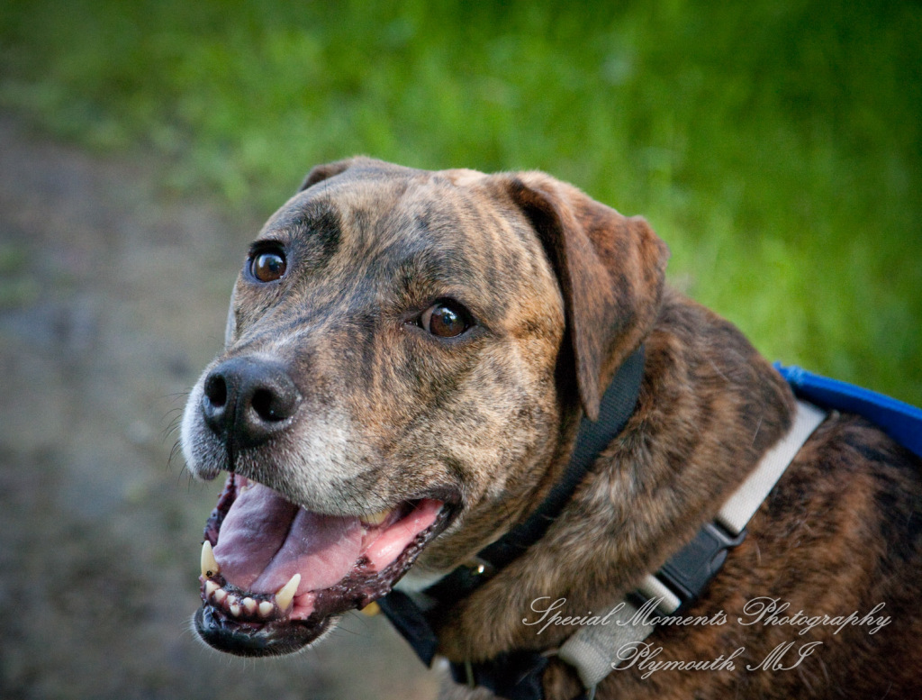 Lisa & Michael at Robert Long Park Commerce MI wedding photography