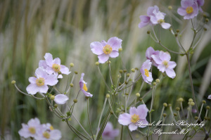 Andy & Jamie at MSU Campus East Lansing MI engagement photograph