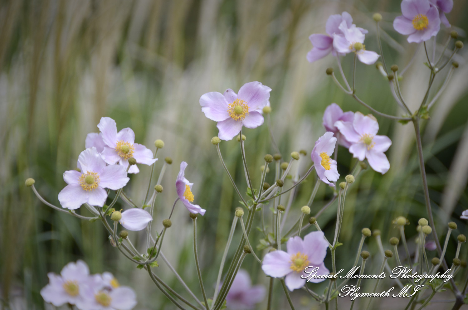 Andy & Jamie at MSU Campus East Lansing MI engagement photograph