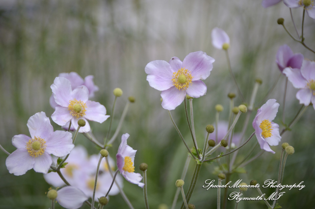 Andy & Jamie at MSU Campus East Lansing MI engagement photograph