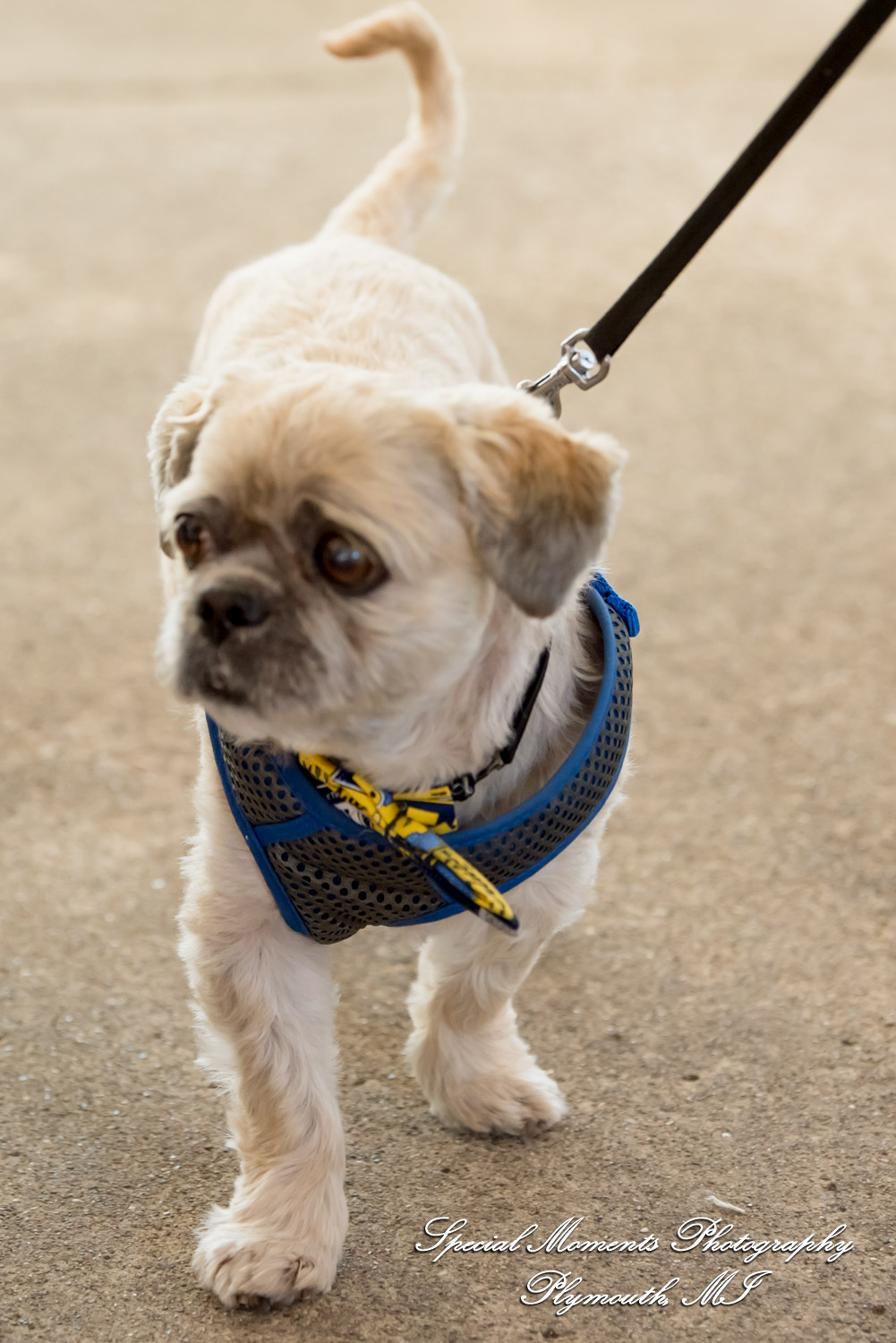 Lenore & Michael at Stonebridge Golf Club - Ann Arbor MI wedding photograph