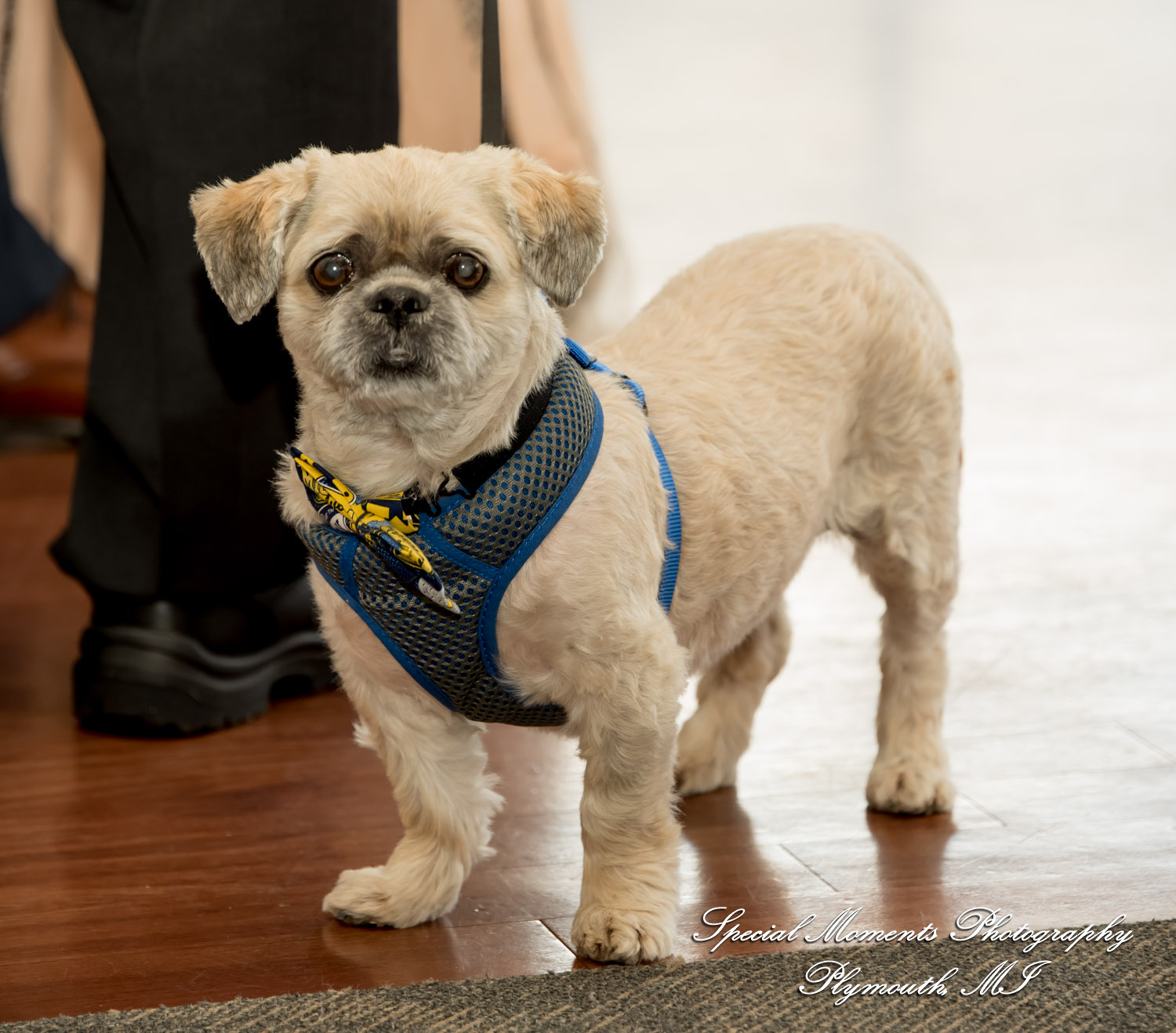 Lenore & Michael at Stonebridge Golf Club - Ann Arbor MI wedding photograph