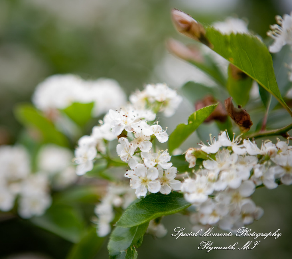 Kristen & Kyle at Stonebridge Golf Club Ann Arbor MI wedding photograph