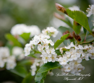 Kristen & Kyle at Stonebridge Golf Club Ann Arbor MI wedding photograph