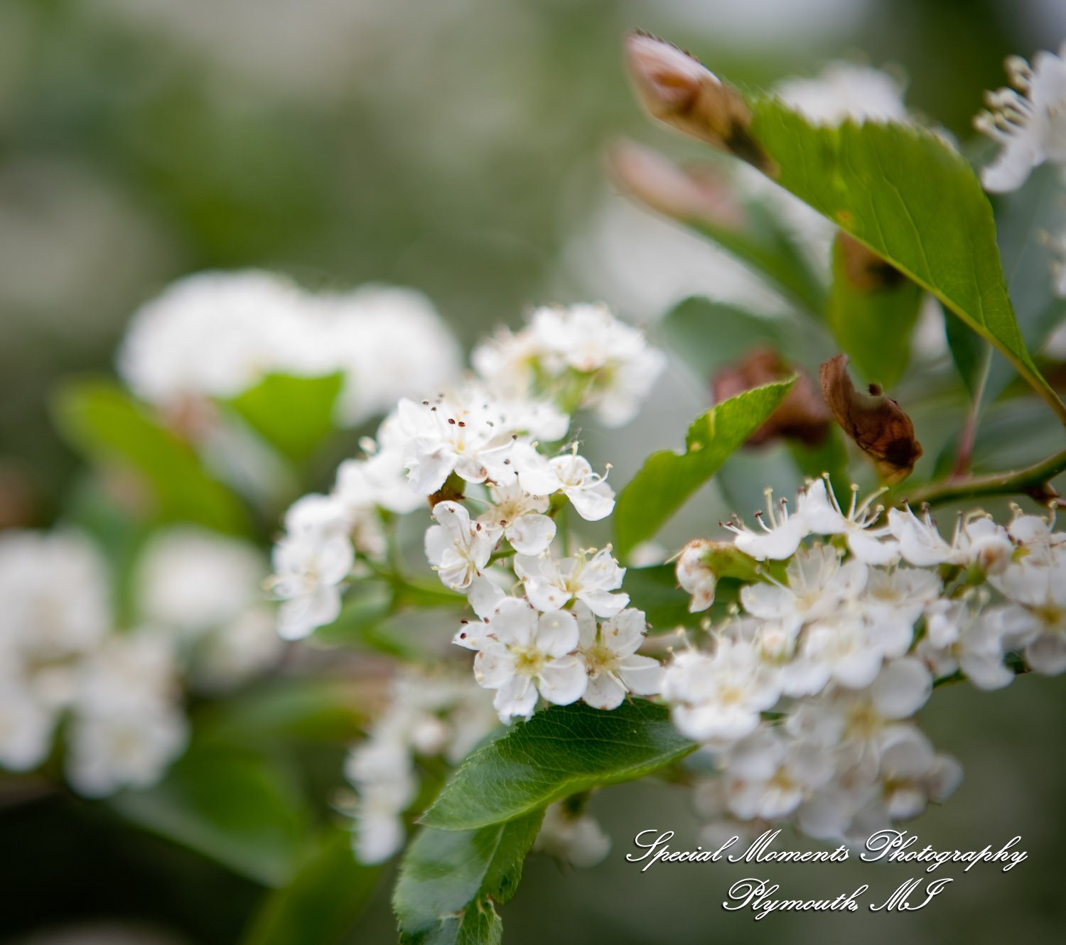 Kristen & Kyle at Stonebridge Golf Club Ann Arbor MI wedding photograph