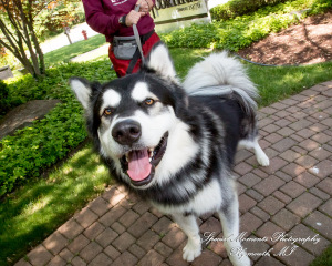 Pina & Ertman at Cafe Cortina Farmington Hills MI wedding photograph