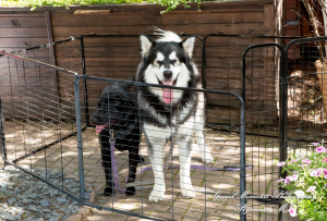 Pina & Ertman at Cafe Cortina Farmington Hills MI wedding photograph