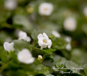 Pina & Ertman at Cafe Cortina Farmington Hills MI wedding photograph