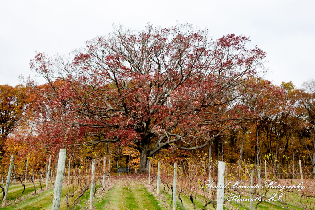 Jessica & Michael Day 1 at Westers Family Vineyard & Winery Rives Junction MI wedding photograph