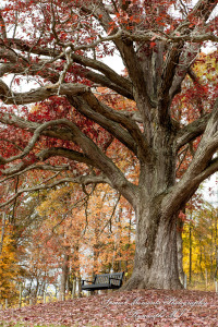 Jessica & Michael Day 1 at Westers Family Vineyard & Winery Rives Junction MI wedding photograph